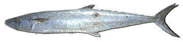 king-mackerel-fish
